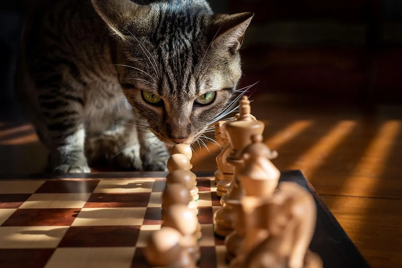 Schau mal rein: Schach beim TuS Lotte